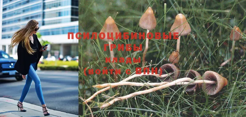 Галлюциногенные грибы Psilocybe  blacksprut   Терек 